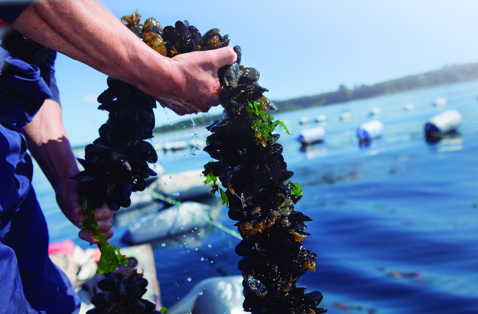 Mussels farming